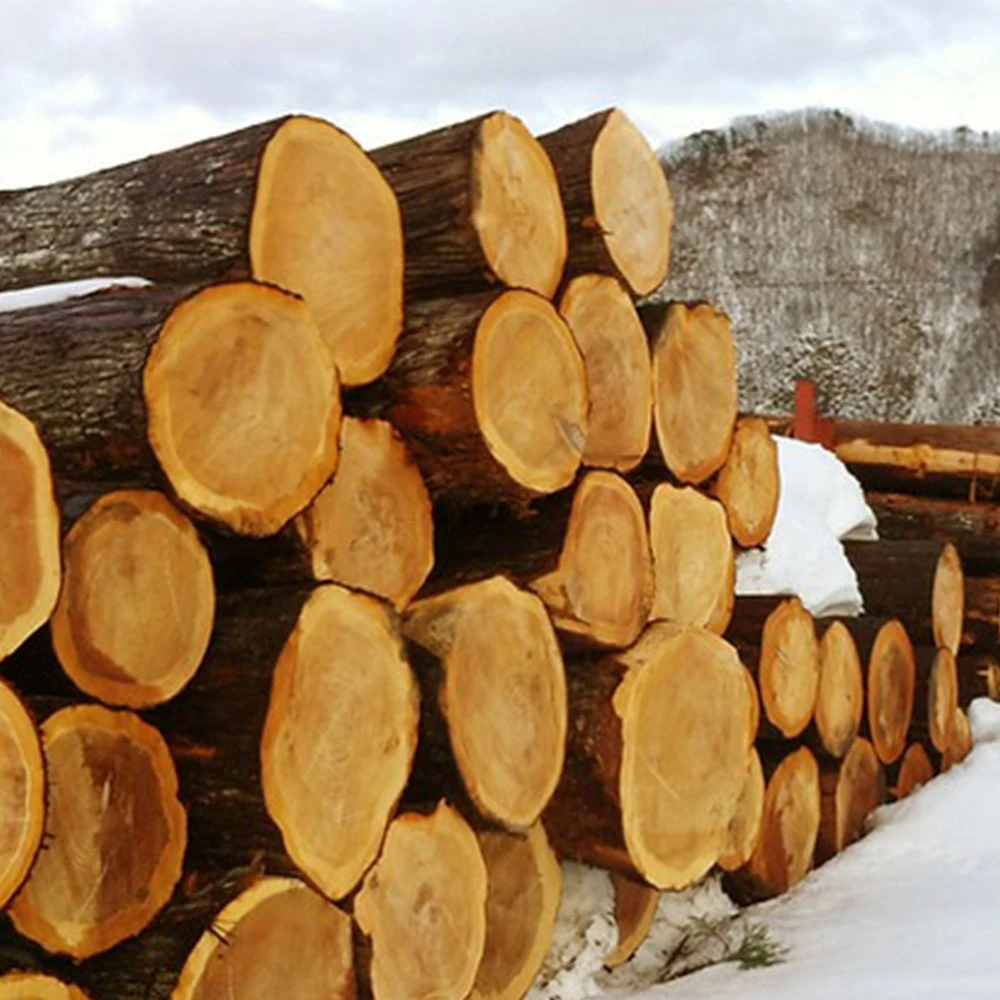 恐竜のつみき / ディノ［マストロ・ジェッペット］ 8