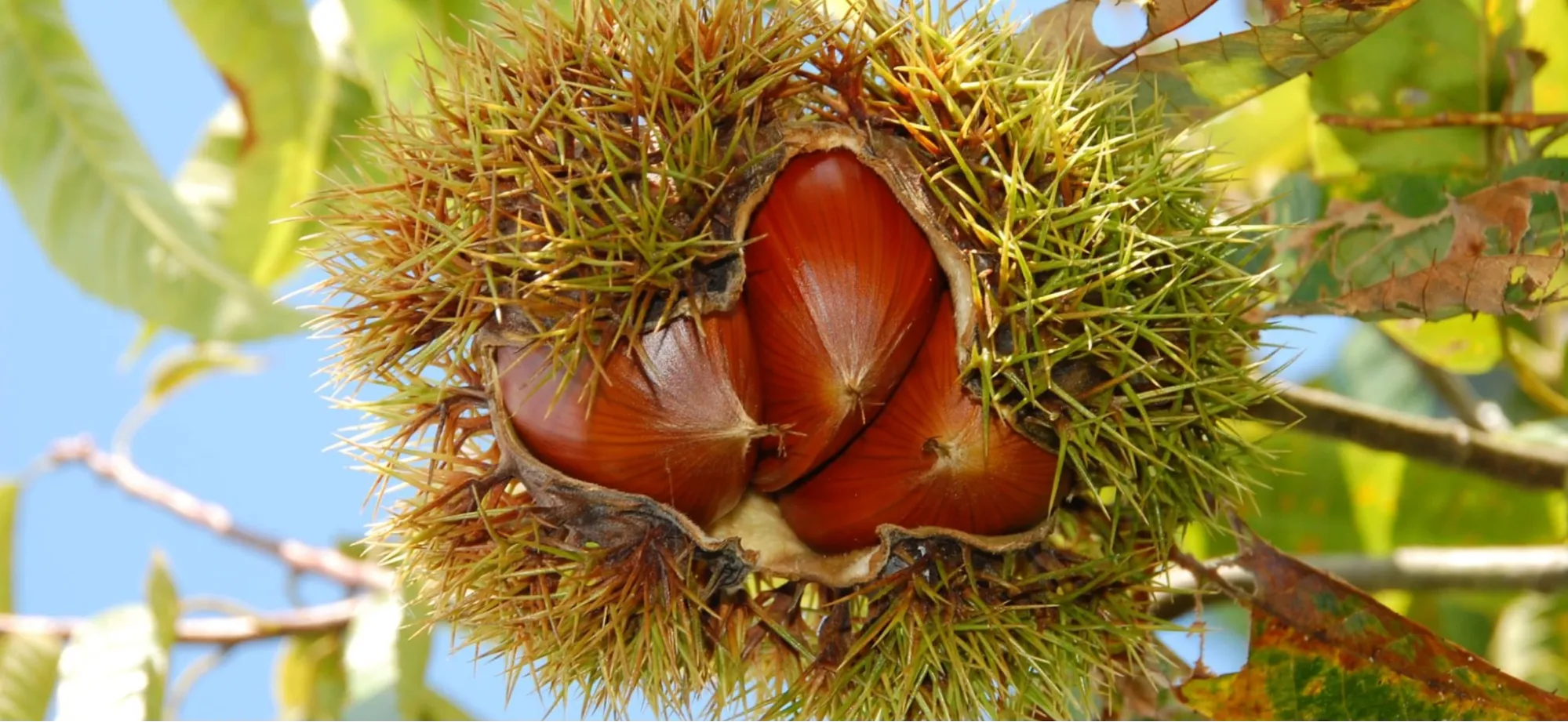 やまえ栗の画像