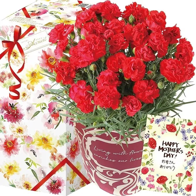 花のギフト社 カーネーション 母の日ギフト 鉢植え 5号